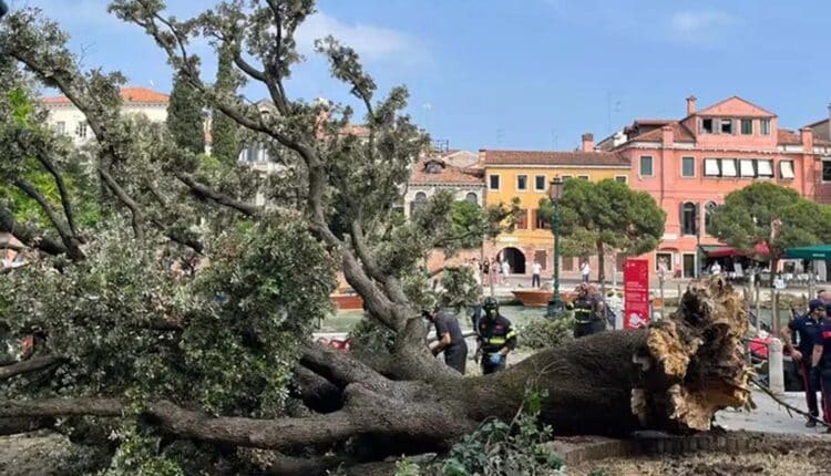 Venezia, albero crolla su turisti in attesa del bus: 12 feriti, due gravi