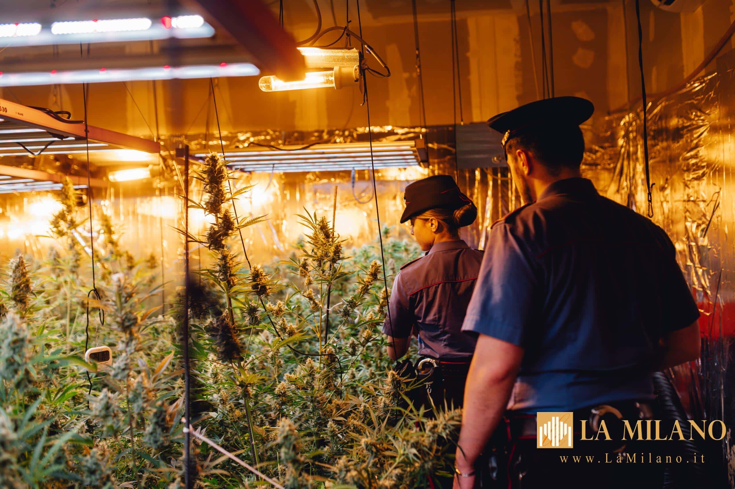 Caino, piantagione di marijuana scoperta in un capannone dismesso: scattano sequestro e indagini