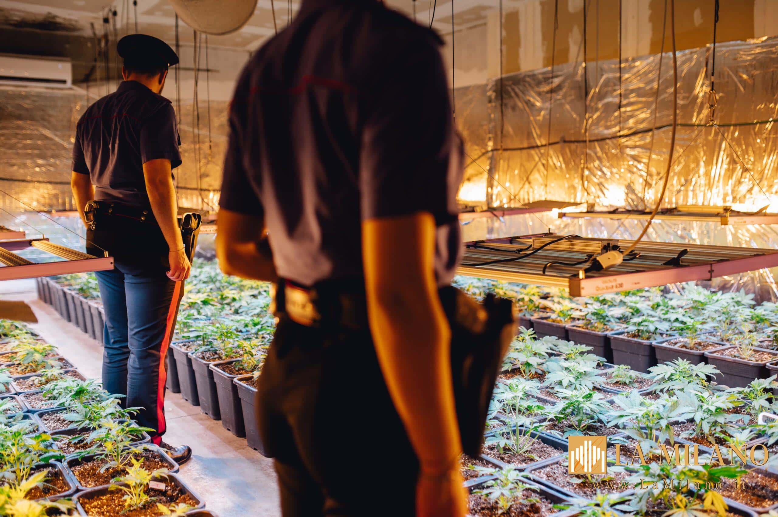 Caino, piantagione di marijuana scoperta in un capannone dismesso: scattano sequestro e indagini 