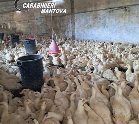 Anatre maltrattate in allevamento a Castel Goffredo: scatta il sequestro dei Carabinieri Forestali