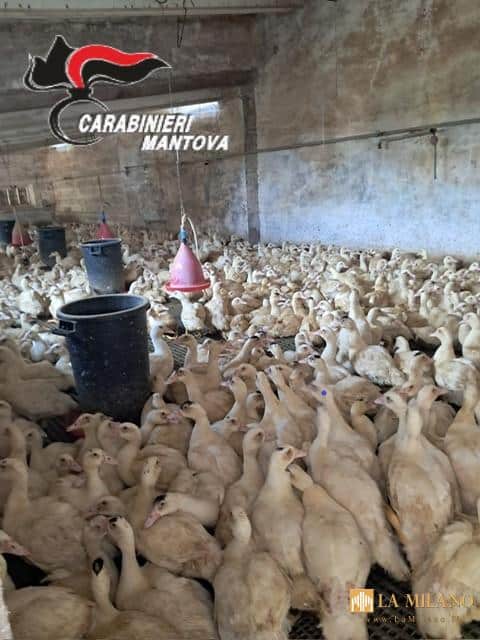 Anatre maltrattate in allevamento a Castel Goffredo: scatta il sequestro dei Carabinieri Forestali