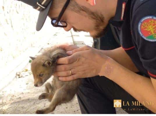 Paganico, cucciolo di volpe tratto in salvo dai Carabinieri Forestali