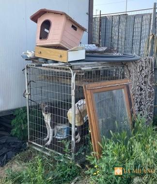 Gricignano, cane trovato rinchiuso in un piccolo recinto: salvato dai Carabinieri