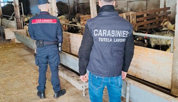 “Camporeale” di intimidazioni e sfruttamento: Arrestato pastore siciliano nella Bassa Mantovana