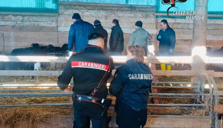 “Camporeale” di intimidazioni e sfruttamento: Arrestato pastore siciliano nella Bassa Mantovana