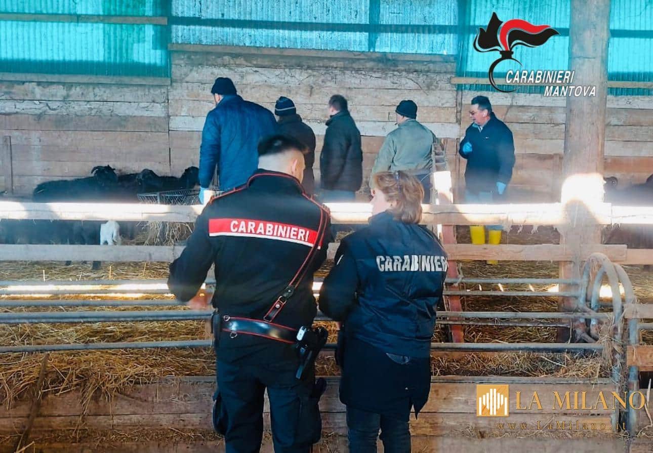 “Camporeale” di intimidazioni e sfruttamento: Arrestato pastore siciliano nella Bassa Mantovana