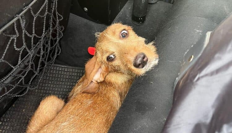 Mantova, cucciolo smarrito salvato in strada: gli agenti evitano la tragedia sulla Statale 10