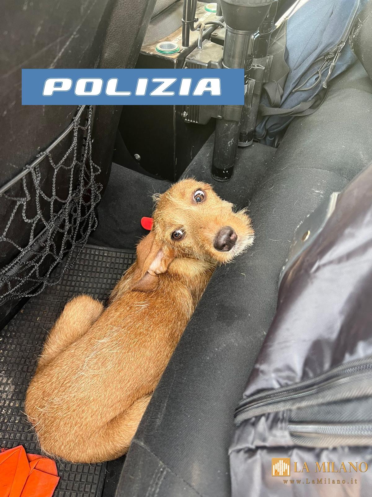 Mantova, cucciolo smarrito salvato in strada: gli agenti evitano la tragedia sulla Statale 10