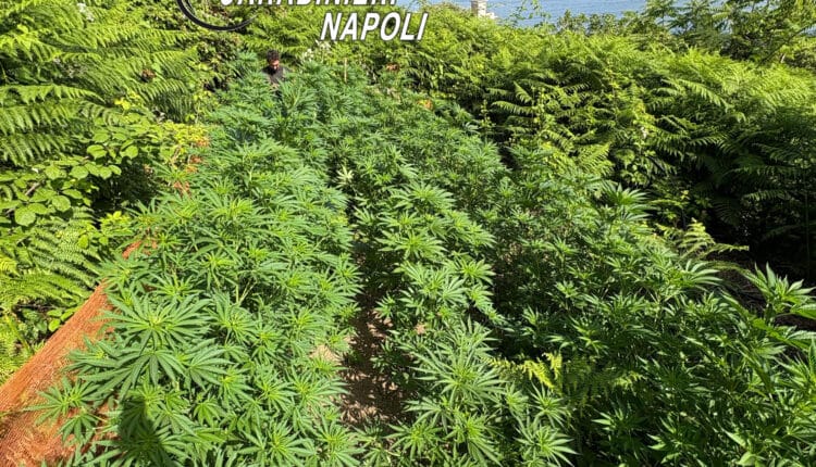 Operazione "Continuum Bellum 3": scoperti piantagioni e armi tra Castellammare, Gragnano e Lettere