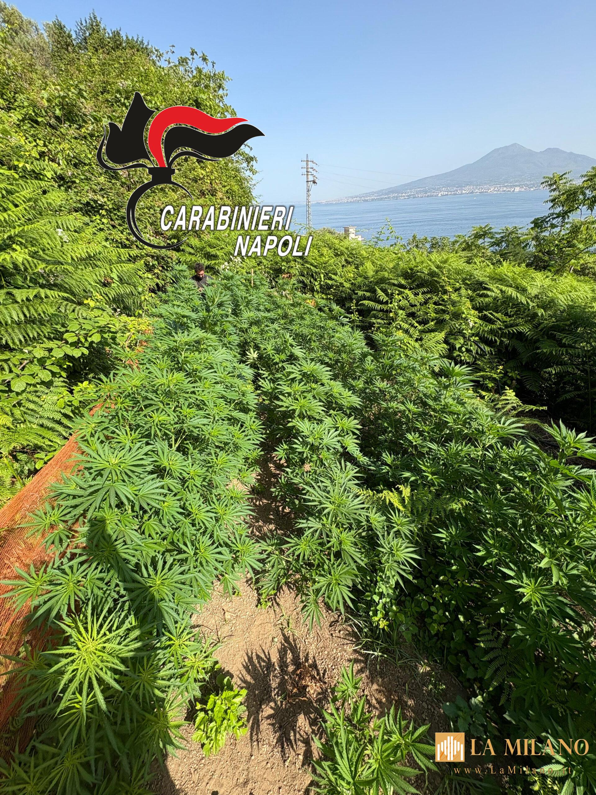 Operazione "Continuum Bellum 3": scoperti piantagioni e armi tra Castellammare, Gragnano e Lettere