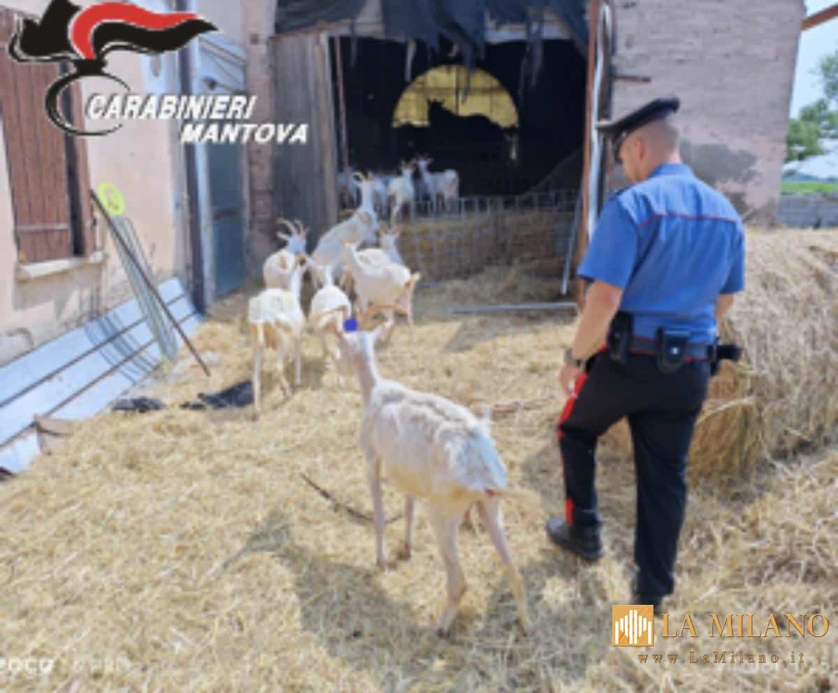 Gregge malnutrito e carcasse in decomposizione: due fratelli denunciati per maltrattamento a Sustinente