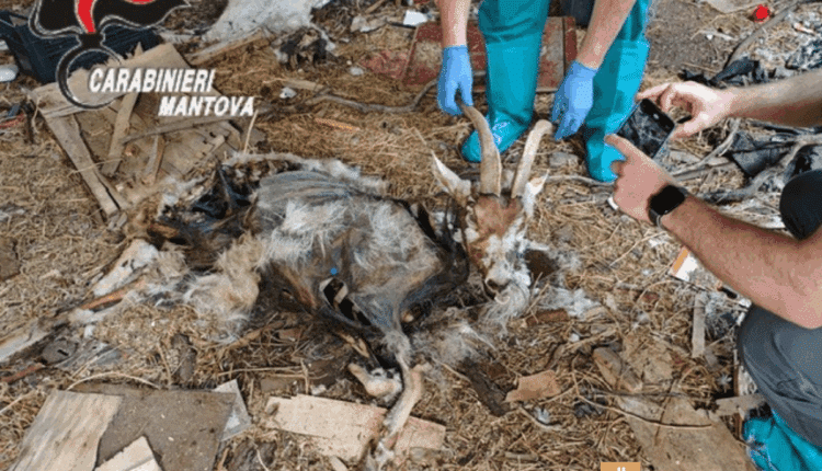 Gregge malnutrito e carcasse in decomposizione: due fratelli denunciati per maltrattamento a Sustinente