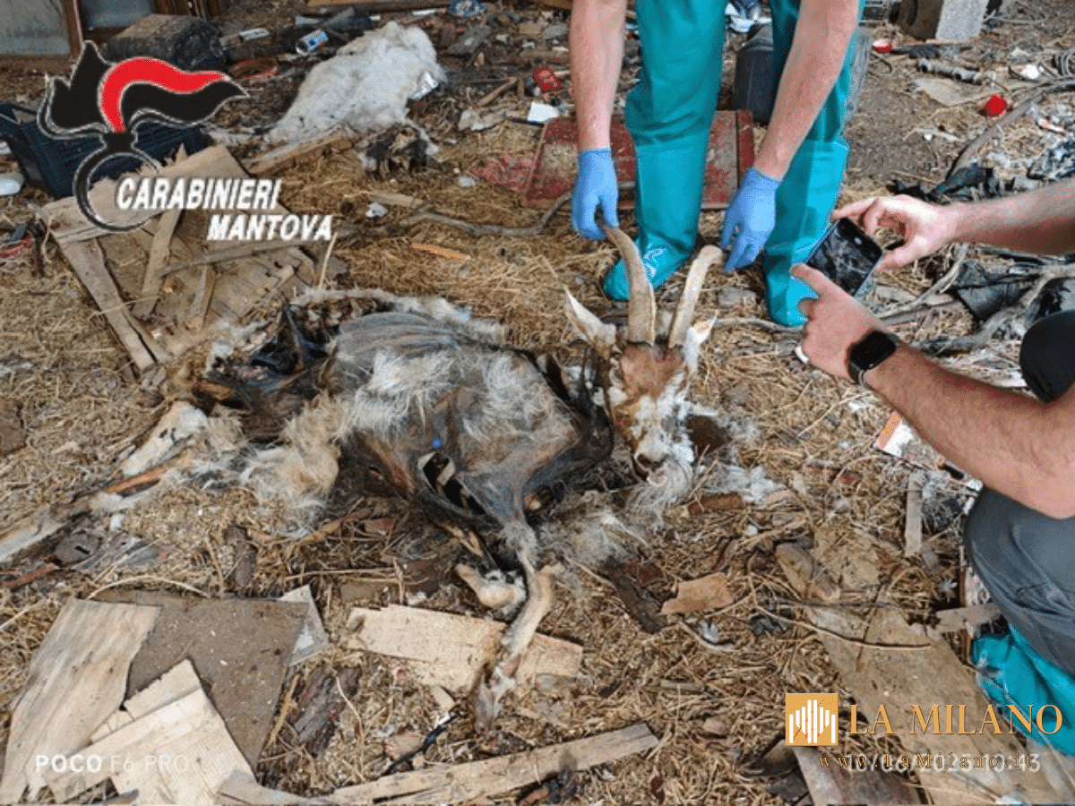 Gregge malnutrito e carcasse in decomposizione: due fratelli denunciati per maltrattamento a Sustinente