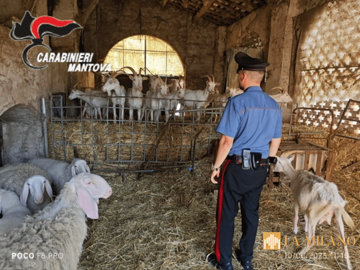 Gregge malnutrito e carcasse in decomposizione: due fratelli denunciati per maltrattamento a Sustinente
