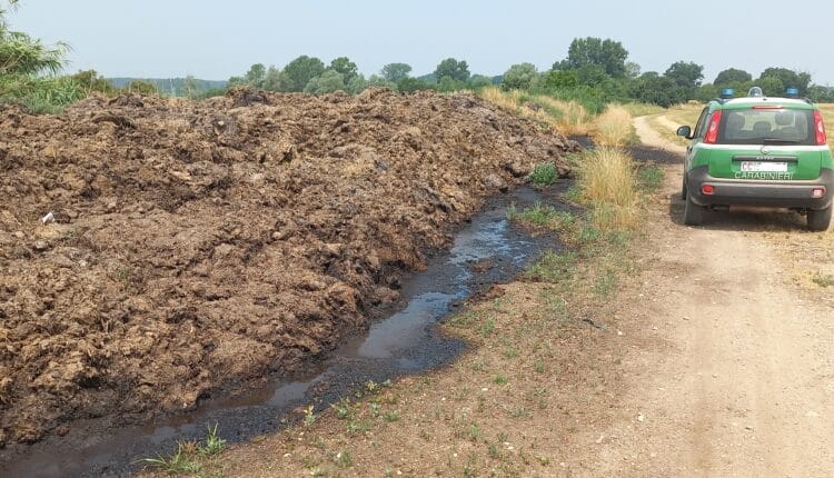 Parco del Ticino, 6 aziende agricole multate per gestione irregolare di letame e trasformazione illegale di bosco