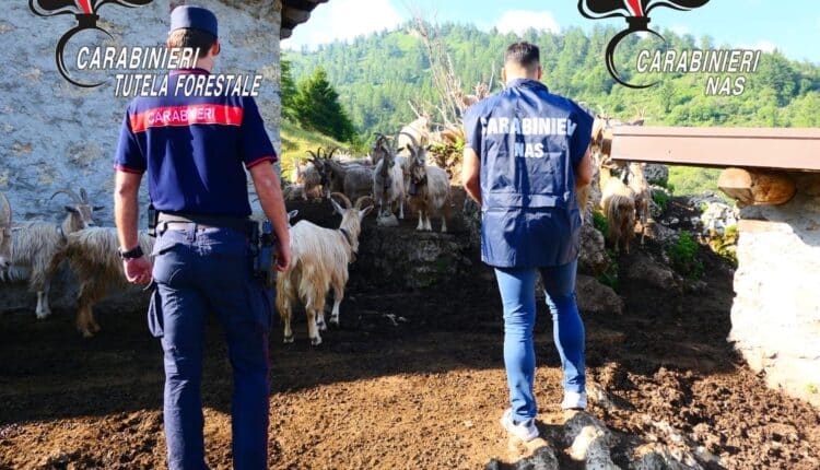 Macellazione abusiva: indagati 4 allevatori nel Bresciano per falsa movimentazione di 3000 capi ovini