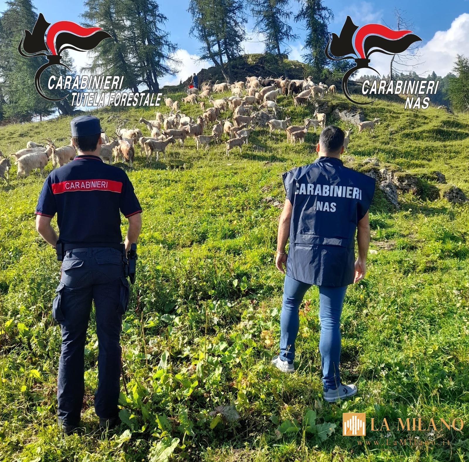 Macellazione abusiva: indagati 4 allevatori nel Bresciano per falsa movimentazione di 3000 capi ovini