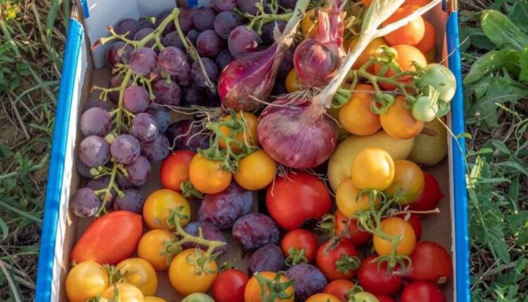 Foggia, operazione contro l’occupazione abusiva del suolo pubblico e vendita illegale di prodotti ortofrutticoli