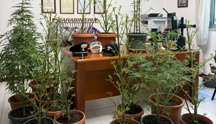 Ferrara, lite tra vicini fa scoprire una coltivazione di marijuana 59enne arrestato dai Carabinieri