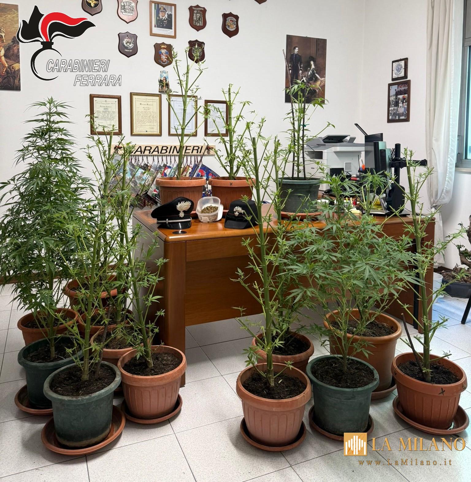 Ferrara, lite tra vicini fa scoprire una coltivazione di marijuana 59enne arrestato dai Carabinieri