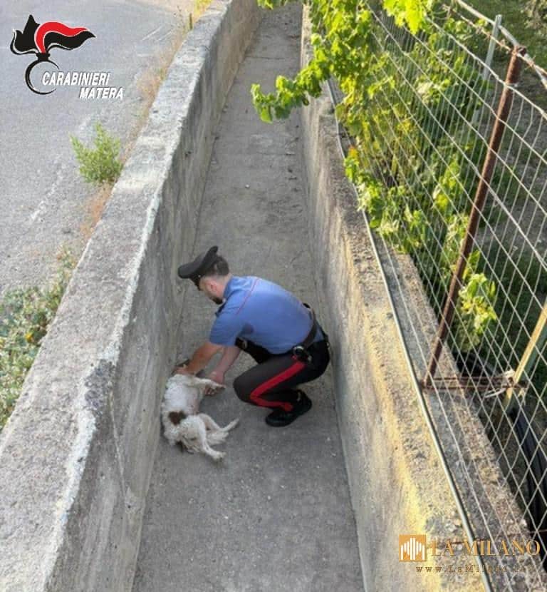 Colobraro, cane intrappolato in un fossato salvato dai Carabinieri: identificato il proprietario tramite microchip