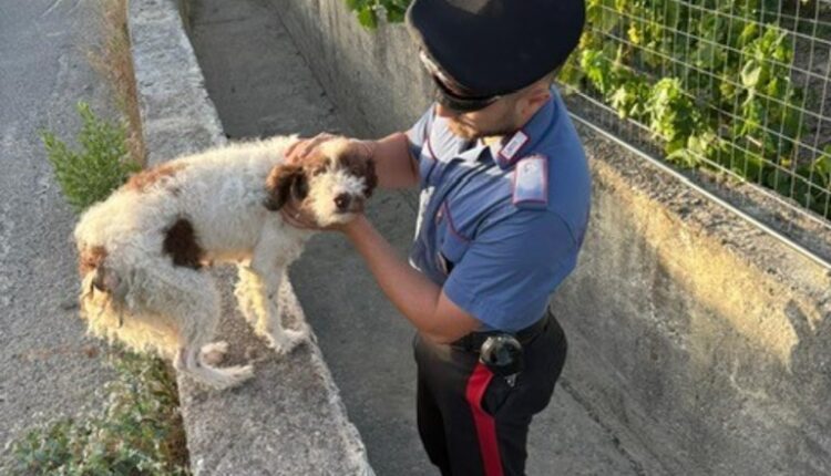 Colobraro, cane intrappolato in un fossato salvato dai Carabinieri: identificato il proprietario tramite microchip