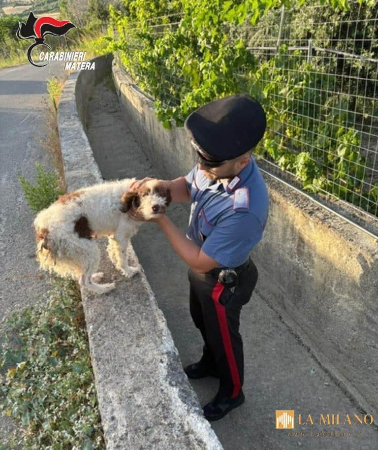 Colobraro, cane intrappolato in un fossato salvato dai Carabinieri: identificato il proprietario tramite microchip