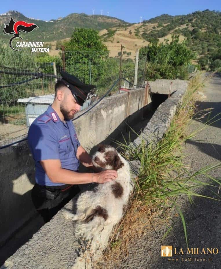 Colobraro, cane intrappolato in un fossato salvato dai Carabinieri: identificato il proprietario tramite microchip