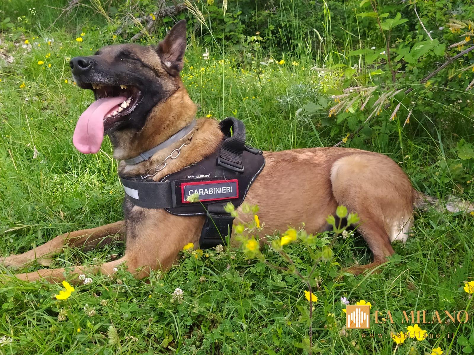 Rieti, esca sospetta a Porta D’Arce: interviene l’Unità Cinofila Antiveleno