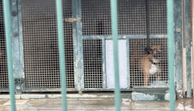 Sopralluogo consiglieri Lega al Canile Sanitario di Milano: “Tutelare gli animali da chi non sa gestirli”