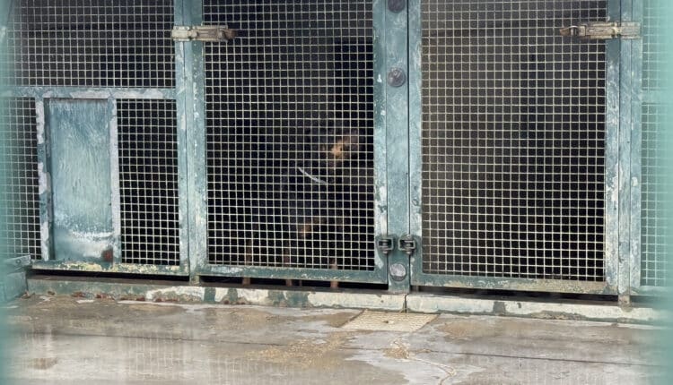 Sopralluogo consiglieri Lega al Canile Sanitario di Milano: “Tutelare gli animali da chi non sa gestirli”