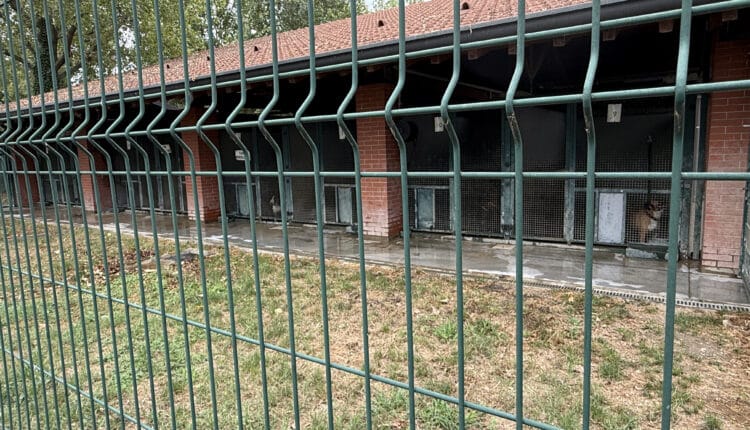 Sopralluogo consiglieri Lega al Canile Sanitario di Milano: “Tutelare gli animali da chi non sa gestirli”