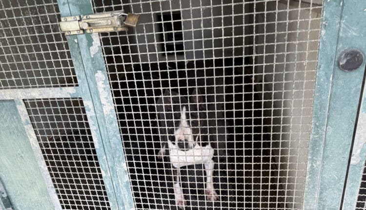 Sopralluogo consiglieri Lega al Canile Sanitario di Milano: “Tutelare gli animali da chi non sa gestirli”