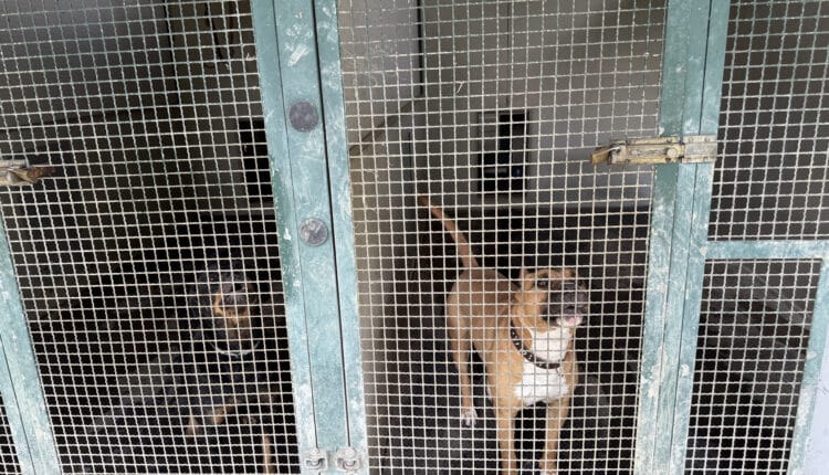 Sopralluogo consiglieri Lega al Canile Sanitario di Milano: “Tutelare gli animali da chi non sa gestirli”