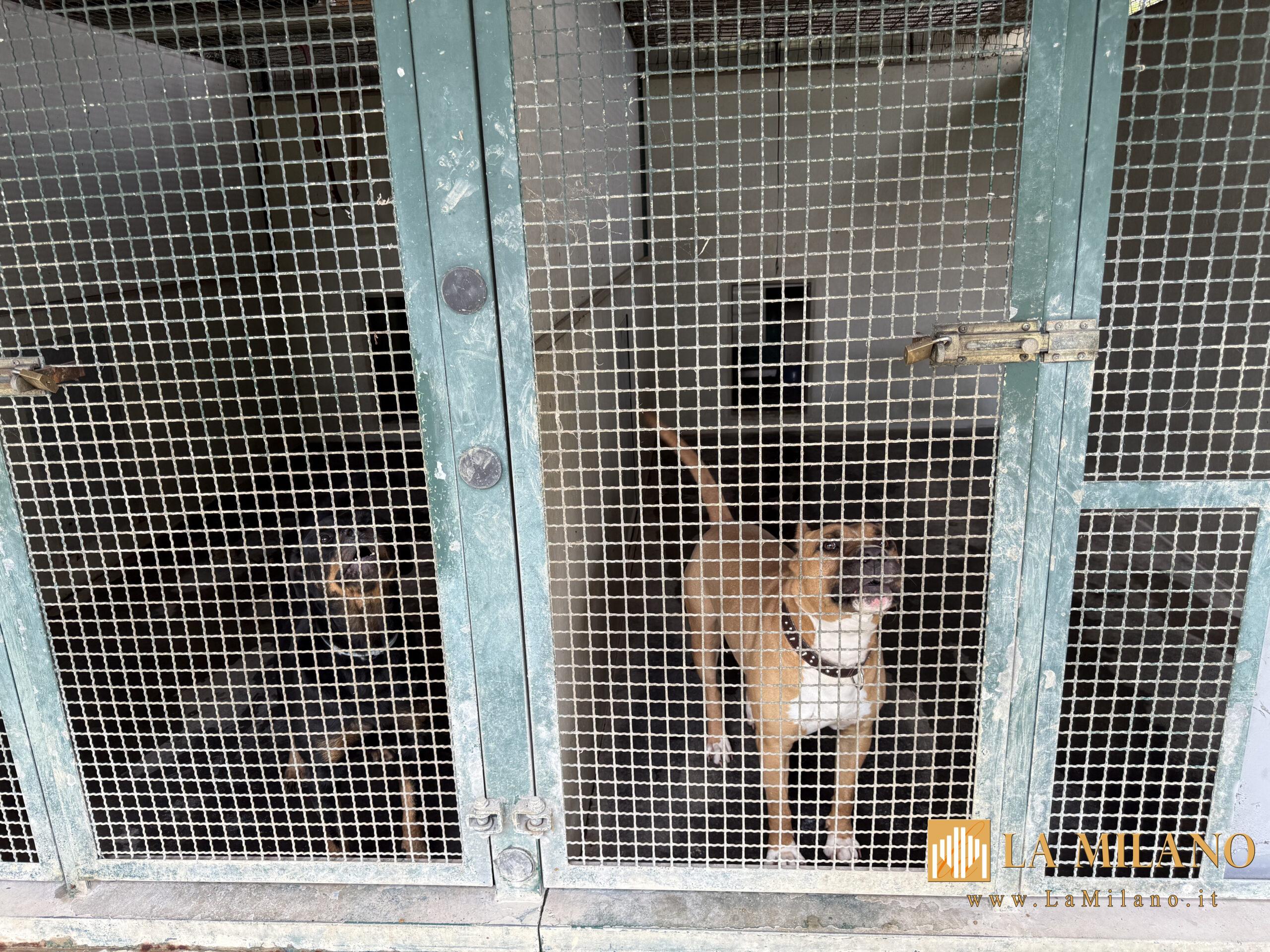 Sopralluogo consiglieri Lega al Canile Sanitario di Milano: “Tutelare gli animali da chi non sa gestirli”