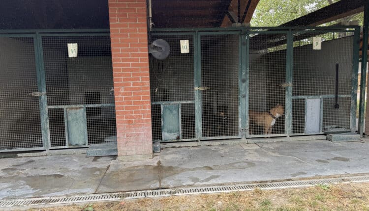 Sopralluogo consiglieri Lega al Canile Sanitario di Milano: “Tutelare gli animali da chi non sa gestirli”