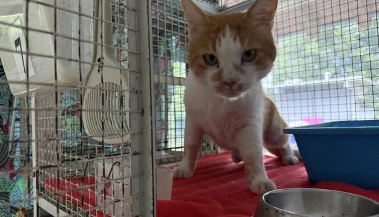 Sopralluogo consiglieri Lega al Canile Sanitario di Milano: “Tutelare gli animali da chi non sa gestirli”