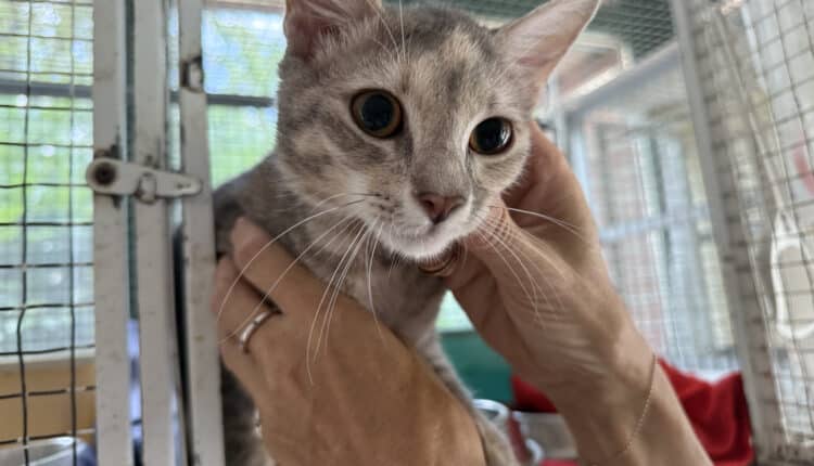 Sopralluogo consiglieri Lega al Canile Sanitario di Milano: “Tutelare gli animali da chi non sa gestirli”