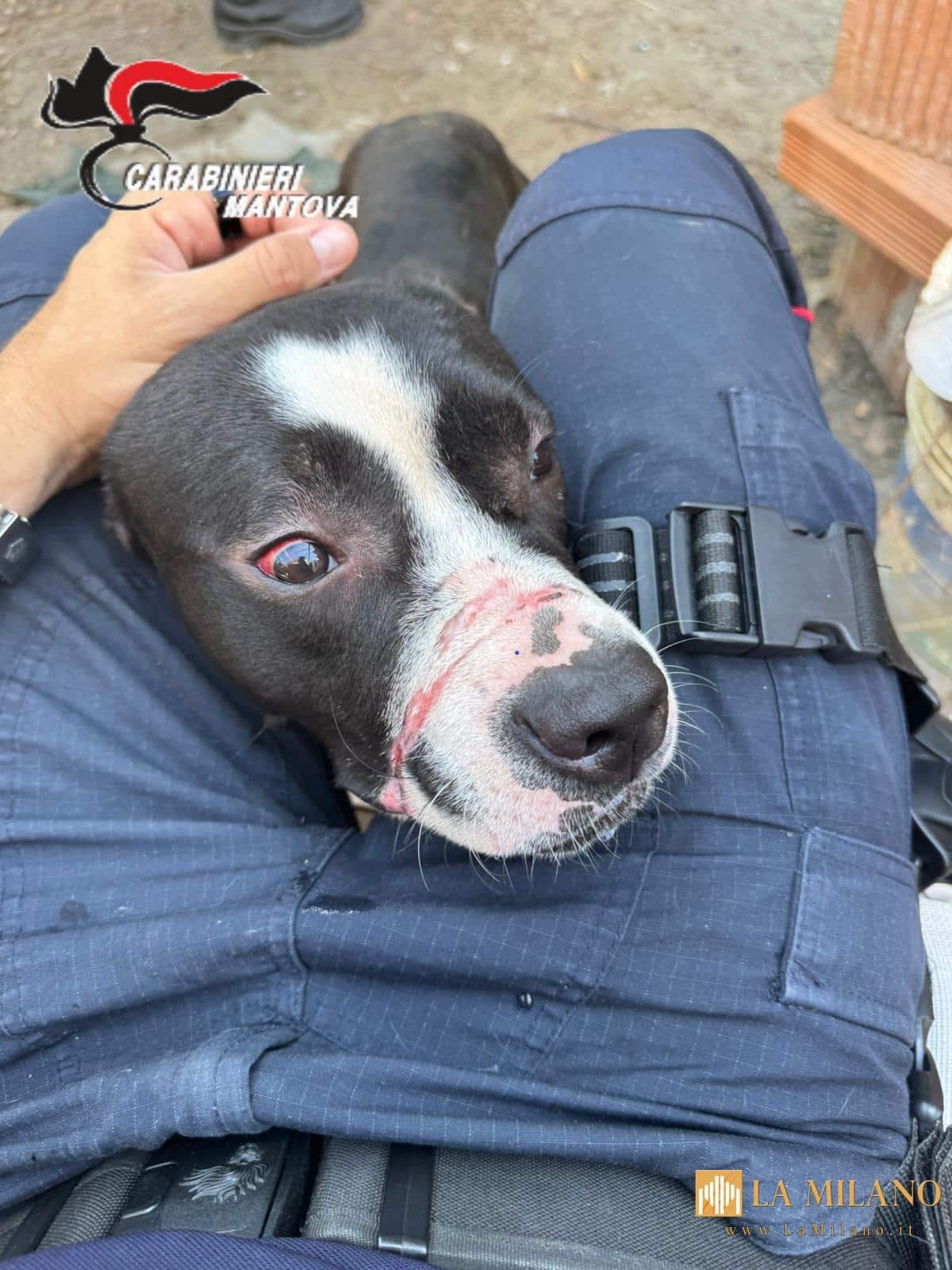 Moglia, cane segregato al buio senza cibo: denunciato 33enne per maltrattamenti