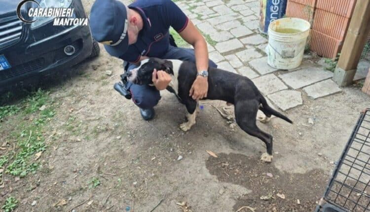 Moglia, cane segregato al buio senza cibo: denunciato 33enne per maltrattamenti