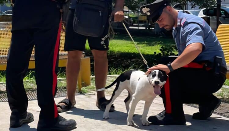 Soverato, ruba un cane e chiede un riscatto: Arrestato in flagranza per furto e tentata estorsione