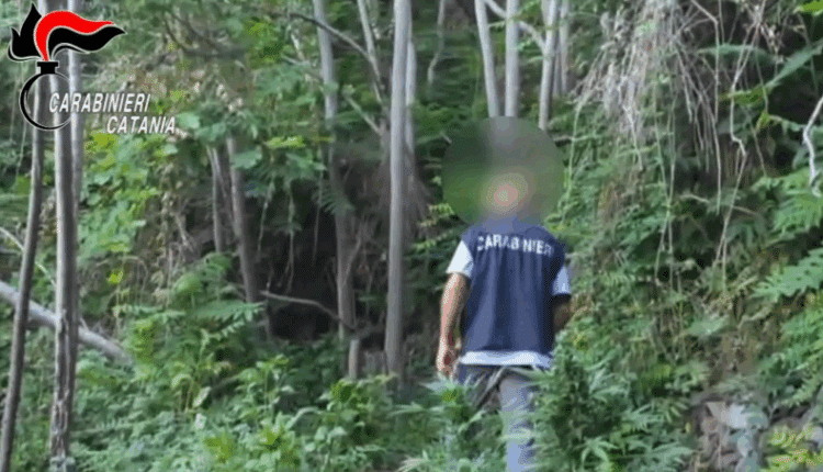 Acireale: scoperta e sequestrata piantagione di marijuana, due arresti dei Carabinieri.