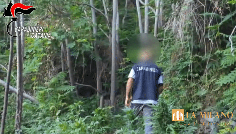 Acireale: scoperta e sequestrata piantagione di marijuana, due arresti dei Carabinieri.