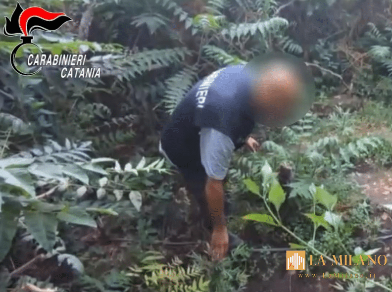 Acireale: scoperta e sequestrata piantagione di marijuana, due arresti dei Carabinieri.