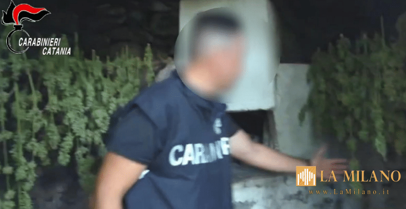 Acireale: scoperta e sequestrata piantagione di marijuana, due arresti dei Carabinieri.