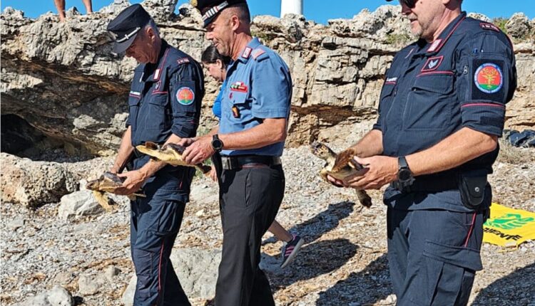 Favignana, liberate in mare esemplari di tartarughe Caretta Caretta salvate dai Carabinieri