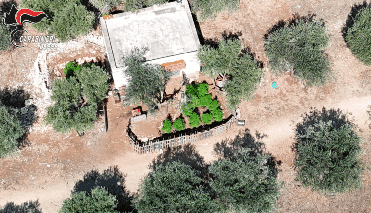 Drone dei Carabinieri scopre piantagione di marijuana a Porto Cesareo: arrestato 54enne