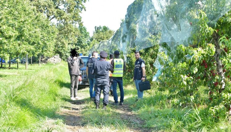 Cuneo, Carabinieri intensificano i controlli contro il caporalato nelle aziende agricole
