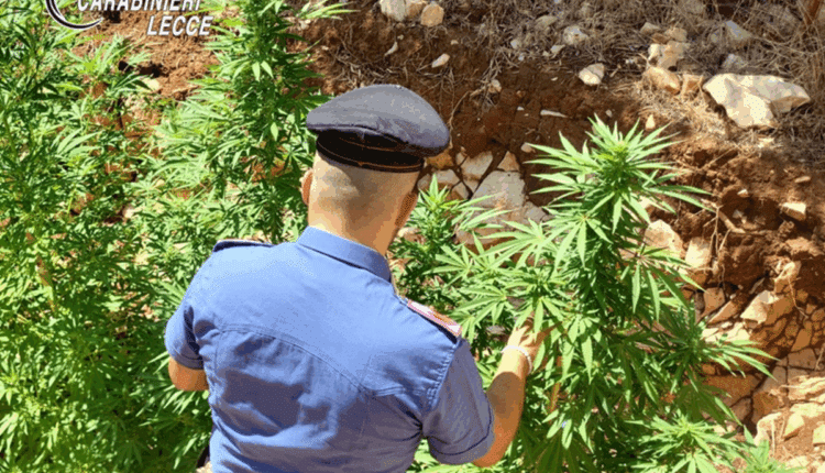 Drone dei Carabinieri scopre piantagione di marijuana a Porto Cesareo: arrestato 54enne