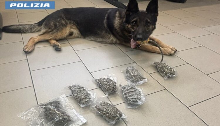 Milano, blitz antidroga: coppia arrestata con quasi 4 etti di hashish nascosti nel letto dei bambini